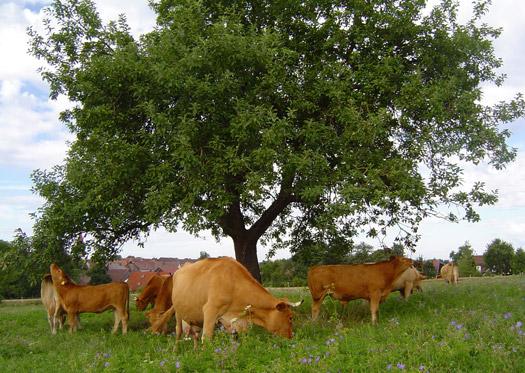 Limpurger Rinder unter Apfelbaum